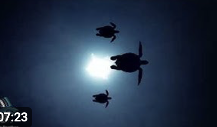 afro house set 2024 by Dj Flying Panther